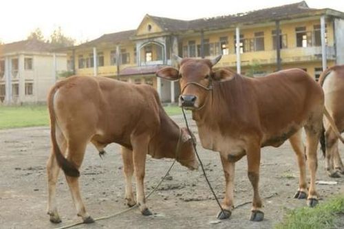 Nhiều trụ sở bỏ hoang: Bò được vào, người không được sử dụng