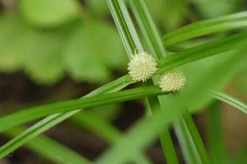 Cỏ bạc đầu - bài thuốc quý ít ai biết