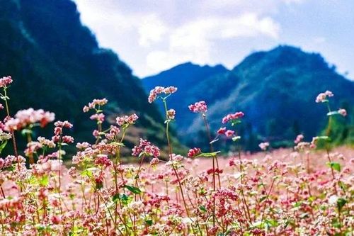 Cây tam giác mạch: Những công dụng bất ngờ