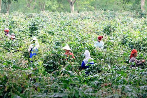 Tái cơ cấu nông nghiệp hiệu quả, bền vững
