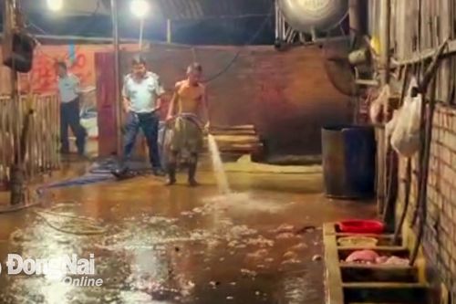 Phát hiện 2 cơ sở giết mổ heo trái phép tại thành phố Biên Hòa