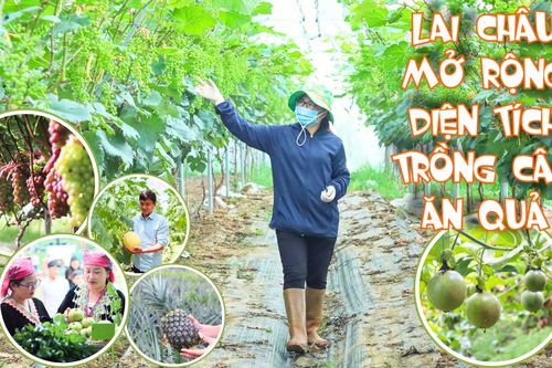 Lai Châu mở rộng diện tích trồng cây ăn quả