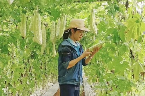 Hoa Thám: Đa dạng mô hình sản xuất để giảm nghèo bền vững