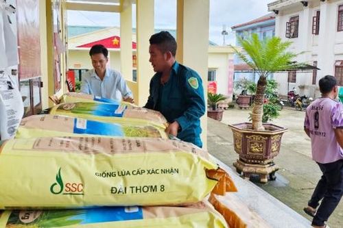 Đam Rông hỗ trợ gần 16 tấn lúa giống cho nông dân sản xuất vụ hè thu