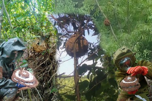 Mạo hiểm tính mạng săn nhộng ong rừng, kiếm hàng chục triệu đồng