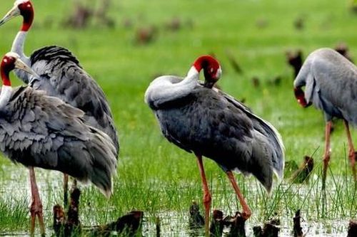 Chim hoang dã, quý hiếm xuất hiện trong thực đơn ở nhiều nhà hàng