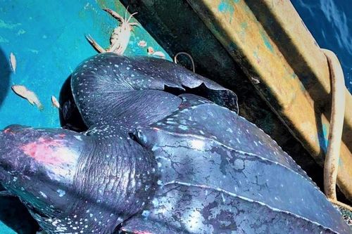 Quảng Nam: Thả cá thể rùa nặng gần 200 kg về lại biển
