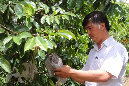 Đổi đời nhờ mãng cầu xiêm