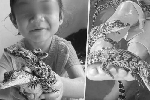Mẹ cho con gái 4 tuổi chơi cùng 200 con cá sấu con