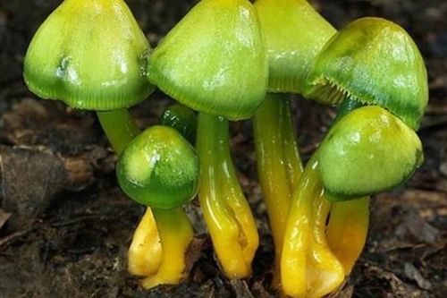 Đăk Nông : ăn phải nấm độc, 6 người nhập viện cấp cứu