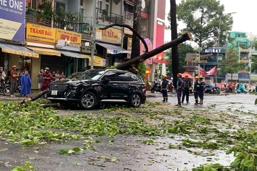 Bất an cây xanh ngã, đổ trong mùa mưa