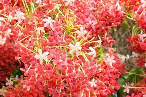 Cây cảnh nở rộ như pháo hoa, mang lời chúc sức khỏe, cát tường