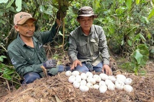 Campuchia phát hiện ổ cá sấu Xiêm quý hiếm gần tuyệt chủng