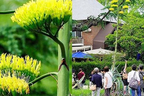 Cảnh tượng 'trăm năm có một' bất ngờ xuất hiện trong công viên