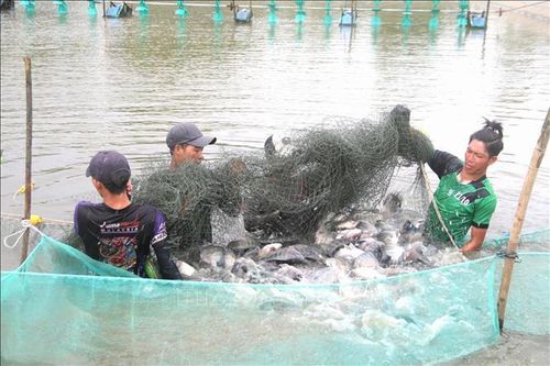 Khuyến khích đa dạng con nuôi thủy sản khi giá tôm giảm thấp