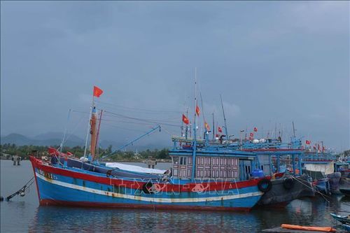 Tạo chuỗi liên hoàn dịch vụ hậu cần nghề cá