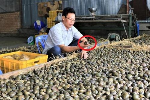Anh nông dân nhẹ nhàng thu 1 tỷ đồng/năm nhờ nuôi con 'hiền lành mắn đẻ'