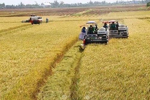 Giá nông sản 19/7: Lúa gạo đi ngang, cà phê xuất khẩu giảm sâu
