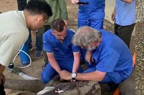Đăk Lăk: Chuyên gia nước ngoài 'nhổ ngà' cứu voi Buôn Đôn