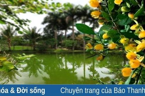 Duối chín bờ ao