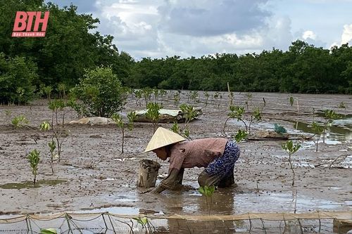 Mưu sinh dưới tán rừng ngập mặn