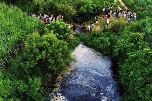 'Nóng' tình trạng ô nhiễm môi trường từ các trang trại chăn nuôi lợn
