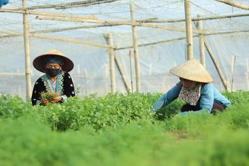 Mở rộng diện tích sản xuất rau an toàn