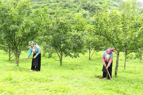 Sìn Hồ phát triển cây ăn quả