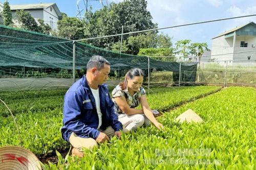 Hữu Lũng: Chuyển biến bước đầu trong quản lý chất lượng giống cây lâm nghiệp