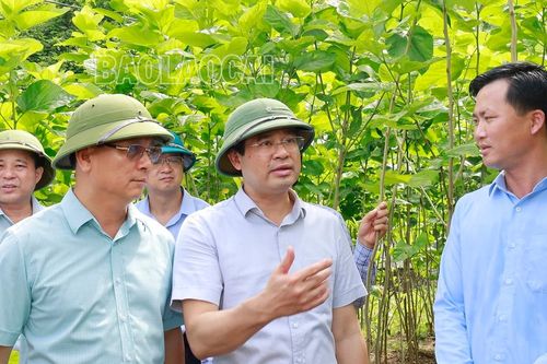Liên kết chuỗi để phát triển nghề trồng dâu nuôi tằm bền vững