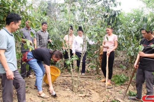 Tái canh cây cà phê thích ứng với biến đổi khí hậu