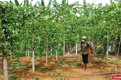 Hiệu quả ứng dụng IPM trên cây trồng