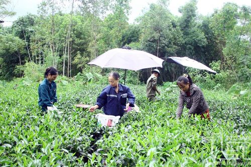 Tăng thu nhập bền vững cho nông dân