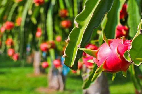 Hiệu quả từ mô hình bón phân Văn Điển cho cây Thanh Long tại Hòa Bình