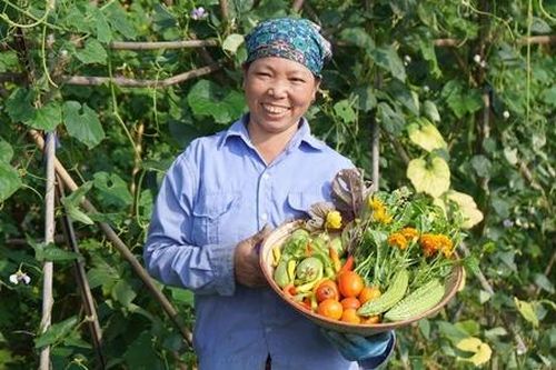 Nghịch lý trong sản xuất nông nghiệp hữu cơ