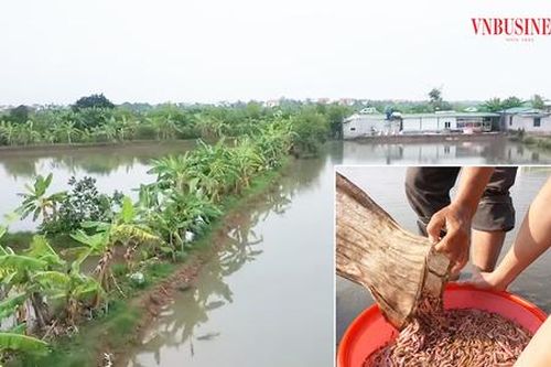 Từ vựa lúa, đầm rươi tiền tỷ đến vùng nuôi thủy sản triệu đô ở Hải Dương