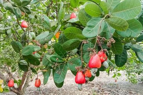 Campuchia trở thành nguồn cung hạt điều lớn nhất cho Việt Nam