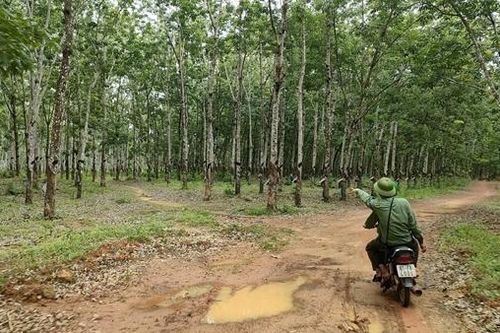 Đề nghị cơ quan Công an điều tra vụ hơn 359 ha cao su 'vô chủ' trong rừng phòng hộ