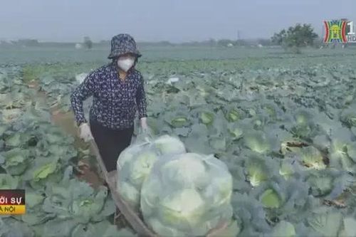 Nông nghiệp linh hoạt chuyển đổi, phấn đấu tăng trưởng 2,5-3%