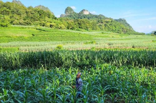 Hạ Lang phát triển sản xuất nông lâm nghiệp theo hướng hàng hóa