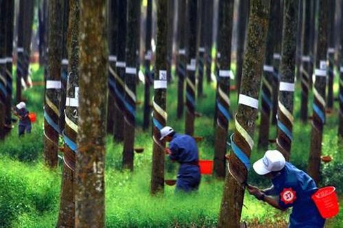 Tập đoàn Công nghiệp Cao su Việt Nam ghi dấu ấn tượng trong 6 tháng đầu năm
