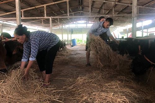 Tạo sinh kế cho hộ nghèo