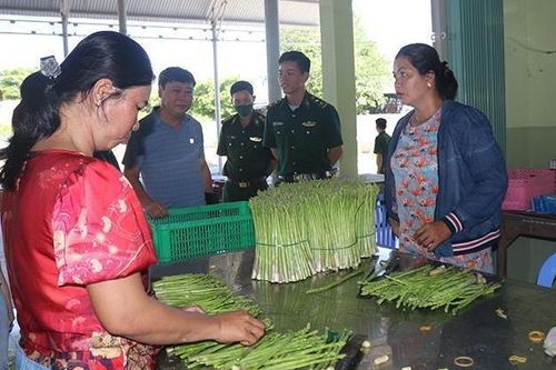Người Chăm ở thôn Tuấn Tú đổi đời nhờ cây măng tây