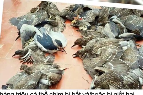 Thúc đẩy điện ảnh xanh góp phần bảo vệ môi trường
