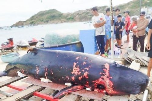Xác cá voi 2 tạ trôi vào bãi biển Quy Nhơn