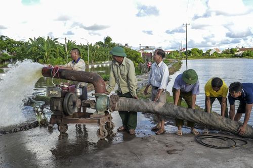Ruộng lúa vừa cấy ngập úng sau mưa lớn, Nam Định chỉ đạo khẩn