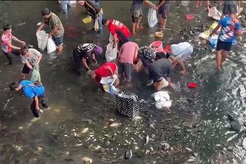 Clip: Hàng nghìn con cá nổi trên mặt nước, người dân đổ xô đi bắt