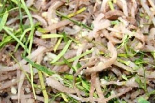 Thứ xưa ít người ăn nay thành đặc sản dân phố săn lùng