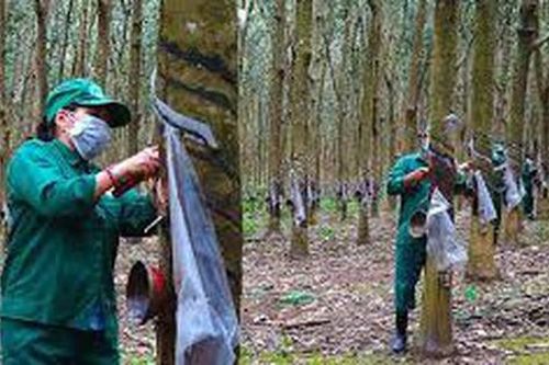 Giá nông sản 20/7: Giá cao su tăng nhẹ, hồ tiêu đồng loạt giảm