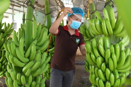 Cao su Thống Nhất lao dốc lợi nhuận, doanh thu chủ yếu đến từ bán chuối